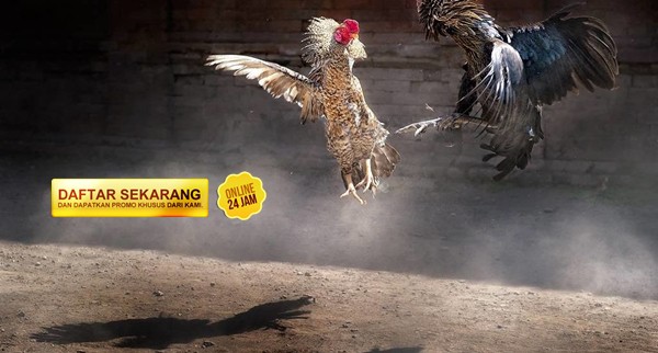Situs Sabung Ayam Online Terpercaya di Indonesia Tips Memilih